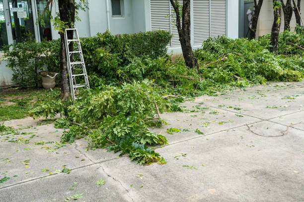 How Our Tree Care Process Works  in  Madison, MN