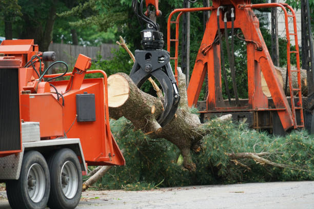 Madison, MN  Tree Services Company